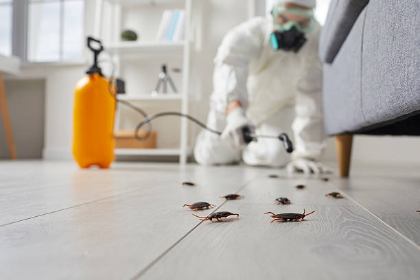 Post-Treatment Bed Bug Interceptor Monitoring in Wallace